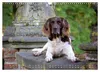 Faszination Jagdhund - Kleiner Münsterländer (Wandkalender Produktbild-Vorschau 10