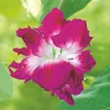 Buzzy Climbing Flowers Ipomoea Dubbel Pink Samen - Ca. 2 gr Produktbild-Vorschau 6