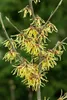 Hamamelis intermedia 'Arnold Promise', Zaubernuss, gelb, Produktbild-Vorschau 12