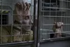Logan - The Wolverine Produktbild-Vorschau 8