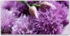 Acrylglasbilder 120x60 Wandbild Druck Blumen Pflanzen Produktbild-Vorschau 1