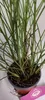 A potted plant with green grass-like leaves and visible roots. Náhľad obrázku produktu