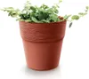 A potted plant with small green leaves sits in a brown pot against a white background. Podgląd zdjęcia produktu