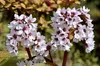 Stauden Gänge 1 x Bergenia cordifolia ‚Beach' - Bergenie - Produktbild-Vorschau 6