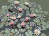 Seerose ´ROSENNYMPHE´ Cont. 1 l Produktbild-Vorschau 2
