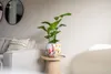 Kolekcja TS – Blumentopf Floral white – 17 x 15 Podgląd zdjęcia produktu 9
