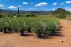 A nursery or garden center with rows of potted Yucca Rostrata plants in the foreground, with a field of similar plants stretching into the background. Mountains and a clear blue sky with clouds form the backdrop. Podgląd zdjęcia produktu