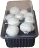 PLANTO Sada pro domácí pěstování Žampión bílý 3 l (Agaricus Náhled obrázku produktu 5