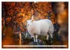 Schafe - Raues Wetter, weiche Wolle (Wandkalender 2027 DIN Produktbild-Vorschau 13