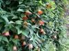Campanule des Canaries (Canarina canariensis)  - 10 graines Voir les images du produit 2