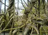 SAFLAX - Blauregen - 4 Samen - Wisteria sinensis Produktbild-Vorschau 8