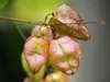 Koelreuteria paniculata  - 20 semi Anteprima dell’immagine prodotto 2