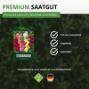 Stockrosen Prachtmischung Samen - Alcea rosea - Rosensamen Produktbild-Vorschau 9