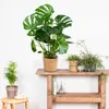 Bloomique - Monstera Deliciosa - Fensterblatt - Produktbild-Vorschau 4