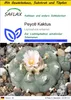 SAFLAX Anzucht Set - Peyotl Kaktus - Lophophora williamsii Produktbild-Vorschau 1