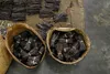 WANILIA LASKI 16 SZT 12-14cm Laska Wanilii GRUBE Podgląd zdjęcia produktu 2