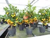 Calamondin Stamm Busch Orange Citrus Mitis 70 - 80 cm Produktbild-Vorschau 3