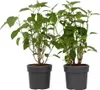 Two potted plants are shown against a white background. Produktbild-Vorschau