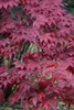 Acer palmatum 'Atropurpureum', Japanischer Ahorn, Produktbild-Vorschau 11