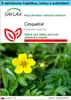 SAFLAX Darčeková sada - cinquefoil - Potentilla anserina - Náhľad obrázku produktu 1