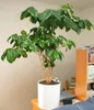 Arabica-Kaffee (Coffea arabica) - 10 Samen Produktbild-Vorschau 3