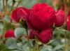 Rose ‘Manora’ - Hochstamm  |  170–180 cm | Rot blühende Produktbild-Vorschau 3
