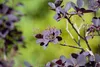Cotinus coggygria 'Royal Purple', Perückenstrauch, Produktbild-Vorschau 12