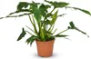 Green boutiQ - Plante d'intérieur - Philodendron - Voir les images du produit 2