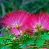 Semena Albizia Julibrissin Rosea - balení 5 ks - Exotická Náhled obrázku produktu 3