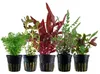Pflanzen Set mit 5 Mittelgrund Topf Aquarium Wasserpflanzen Produktbild-Vorschau 1