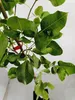 Pistacia vera 'Kerman', weiblich, Pistazienbaum, Höhe 100 Produktbild-Vorschau 3