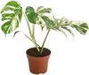 Monstera Deliciosa Variegata, wysokość 40-50 cm | Rzadka, Podgląd zdjęcia produktu 4