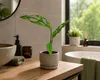 Monstera obliqua, Peru, ca. 20 cm – Zeldzame kamerplant met Productafbeelding-voorbeeld 3