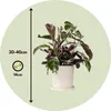 Korbmarante - Calathea Lietzei 'White Fusion' - Höhe Produktbild-Vorschau 2
