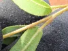 Zitronen-Eukalyptus (Corymbia citriodora)  - 20 Samen Produktbild-Vorschau 4