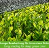 Tè Matcha Biologico “Midori” – Tè Verde Premium in Polvere Anteprima dell’immagine prodotto 2