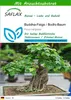 SAFLAX - Buddha-Feige / Bodhi-Baum - Ficus religiosa - 100 Produktbild-Vorschau 1