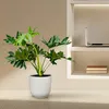 Stromový přítel Philodendron Selloum – 60 cm – Ø22 cm – Náhled obrázku produktu 4