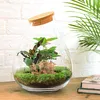 Diy Terrarium - Drop Xl Rood - ↕ 37 Cm Podgląd zdjęcia produktu 3