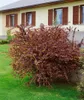Berberis thunbergii 'Atropurpurea', Blutberberitze, Produktbild-Vorschau 3