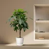 Kasztan szczęścia – Pachira Aquatica – wysokość 150 cm – Podgląd zdjęcia produktu 4