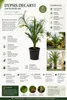 Dypsis decaryi, trojhranná palma, výška 120-140 cm. Náhľad obrázku produktu 2