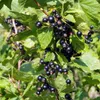 Blackcurrant Titania 2L Produktbild-Vorschau 6