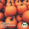 Samenliebe  Kürbis Samen | Jack O'Lantern - groß - Produktbild-Vorschau 4