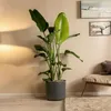 Strelicja - 2 szt - Strelitzia nicolai - Wysokość 55-70cm - Podgląd zdjęcia produktu 5