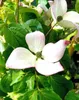 Japanischer Blumenhartriegel Cornus Kousa Satomi 125 - 150 Produktbild-Vorschau 3