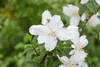 Philadelphus 'Dame Blanche', Duftjasmin, weiß, 40–60 cm Produktbild-Vorschau 2