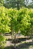 Heptacodium miconioides, Sieben-Söhne-des-Himmels, 60–80 cm Produktbild-Vorschau 9