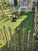 Chickens in a backyard enclosure with a coop and a rustic fence. Produktbild-Vorschau