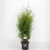 Arbre de vie Brabant 60 cm+ Thuja occidentalis Brabant - Voir les images du produit 1